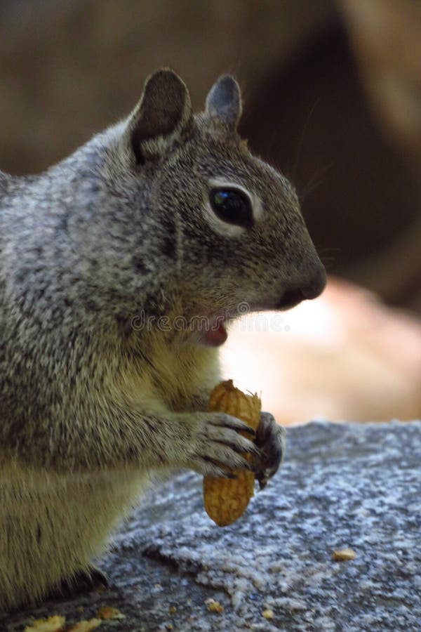 Squirrel Eating a Nuts in Yosemite National Park Stock Photo - Image of