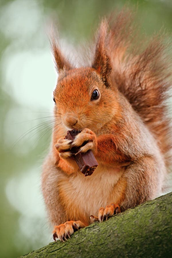 Squirrel Eating a Piece of Chocolate Stock Photo Image of forest, nature 9937524