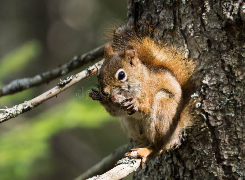 Squirrel Eating a Pine Cone Stock Photo Image of squirrel, cone 80640976