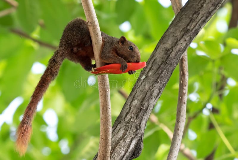 Squirrel Eating Red Flower Bud on a Tree Branch Stock Image Image of