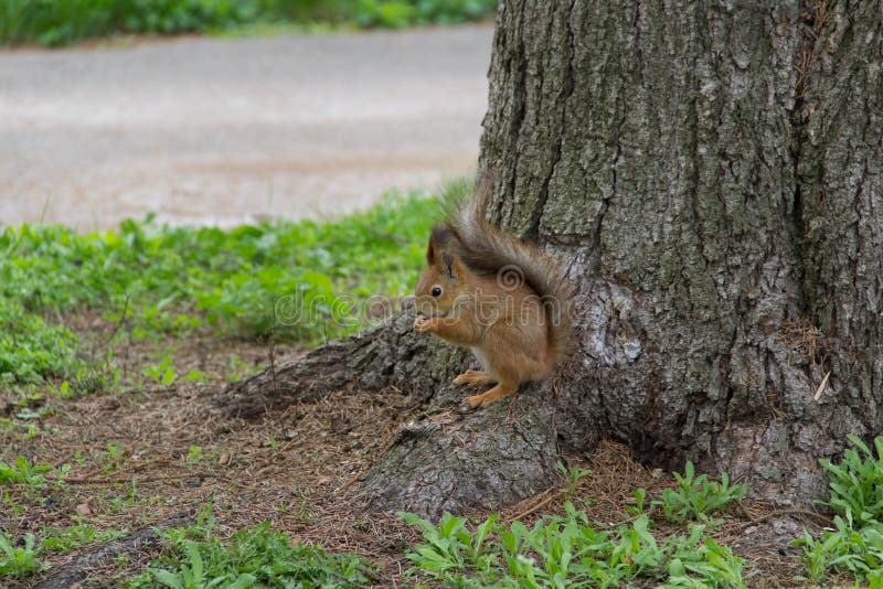Squirrel Eating on the Root Stock Photo Image of lawn, soil 70589750