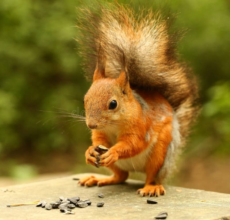 Squirrel Eating Seeds On The Bench Stock Image Image 64543683