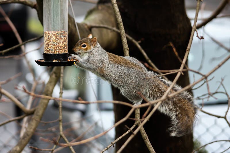 Squirrel Eating Seeds from Bird Feeder Stock Image Image of storage