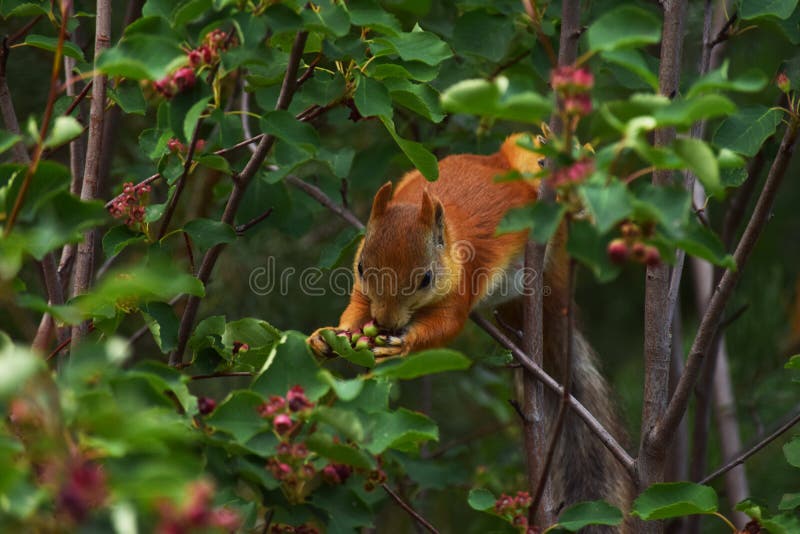 Squirrel Eating Berries on a Tree in the Garden Stock Photo Image of garden, rodent 226648840
