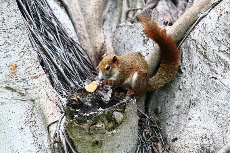 Squirrel Eating Something On the Banyan Tree