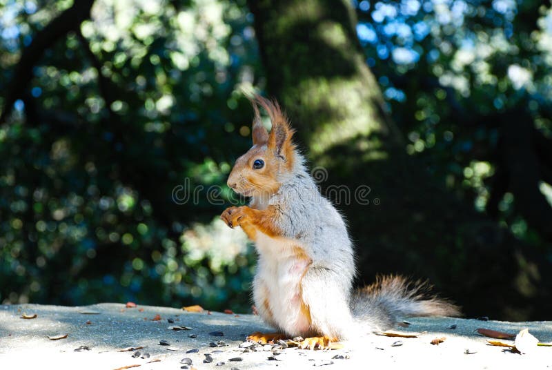 Squirrel Eating Sunflower Seeds Stock Photo Image of outdoors, eating