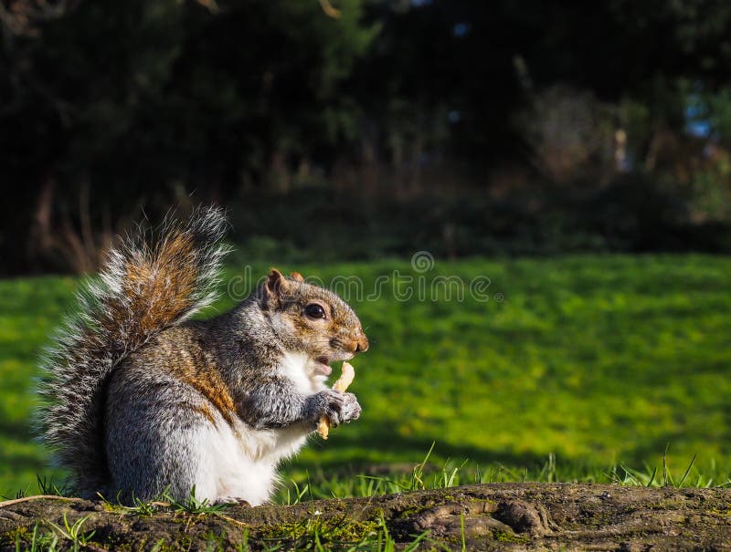 Squirrel Eating on a Treat in a Park Stock Image Image of mammal