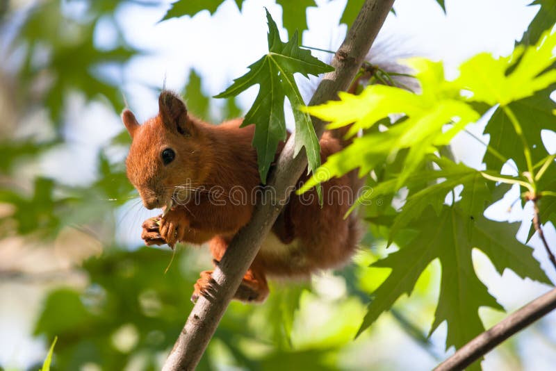 Squirrel eating royalty free stock photos