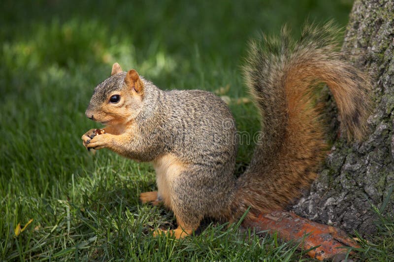 Squirrel Eating Walnut stock image