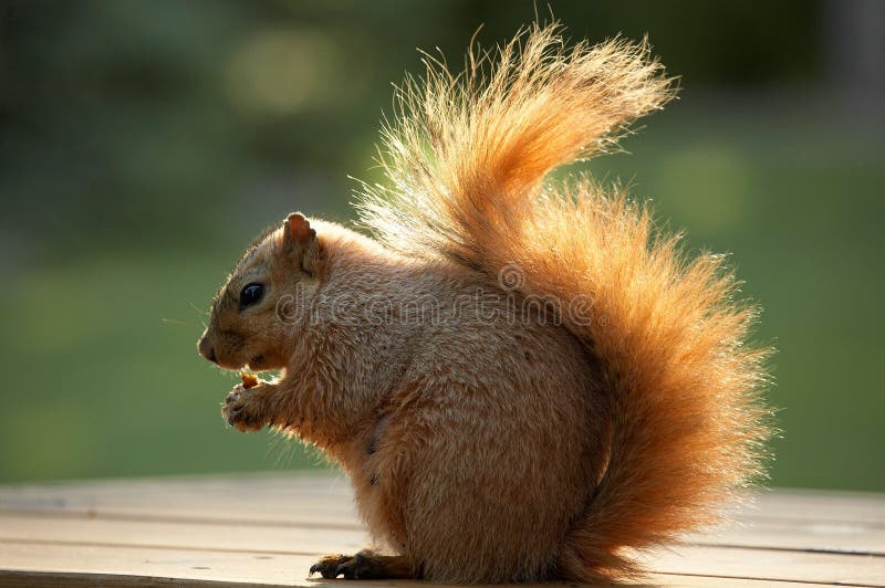 Squirrel Eating Walnut stock photography