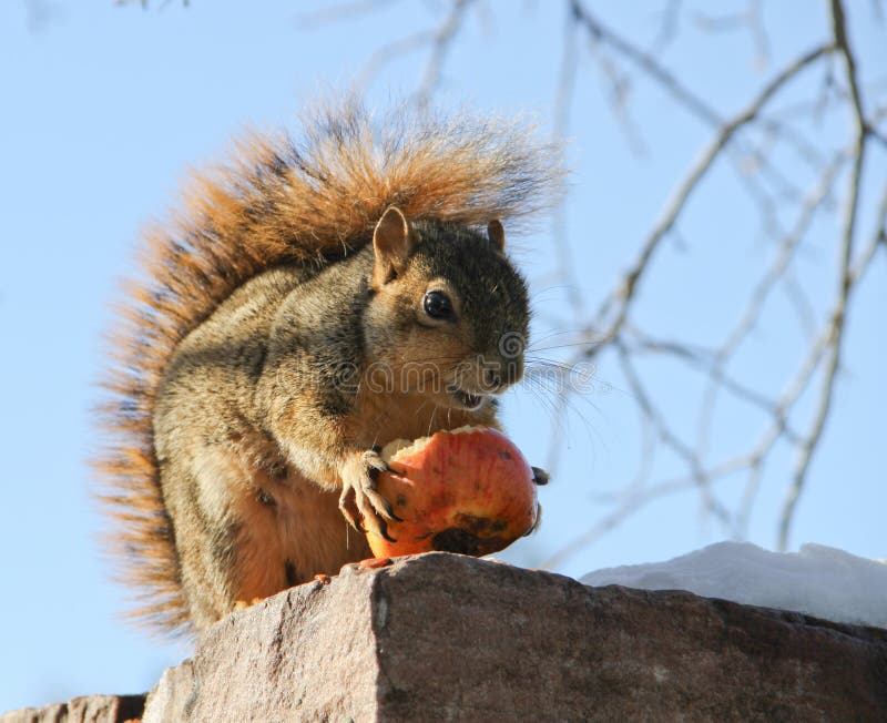 Squirrel Eating Winter Apple Stock Image Image of winter, cute 35106181
