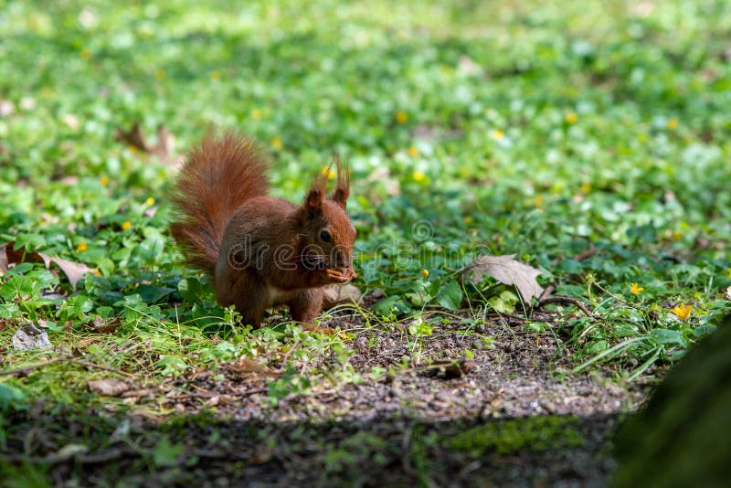 The squirrel eats an acorn stock photos