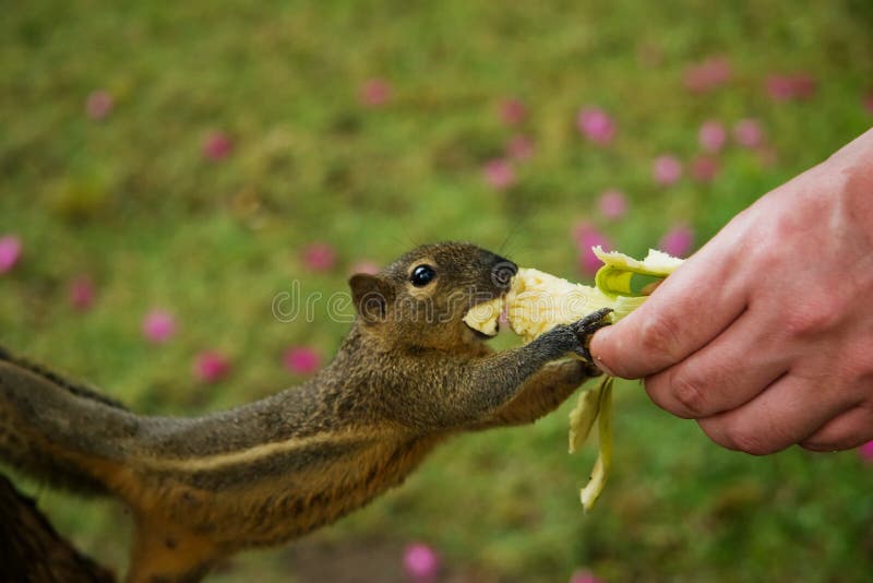 Squirrel eats a banana royalty free stock photography