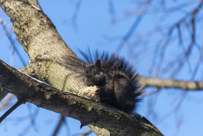 Squirrel eats bread royalty free stock photo