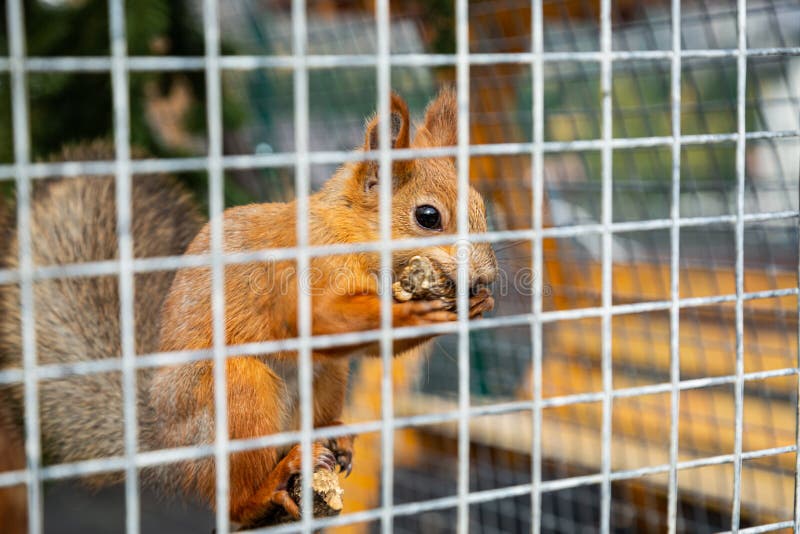 The squirrel eats in the cage. The animal is in captivity. stock images