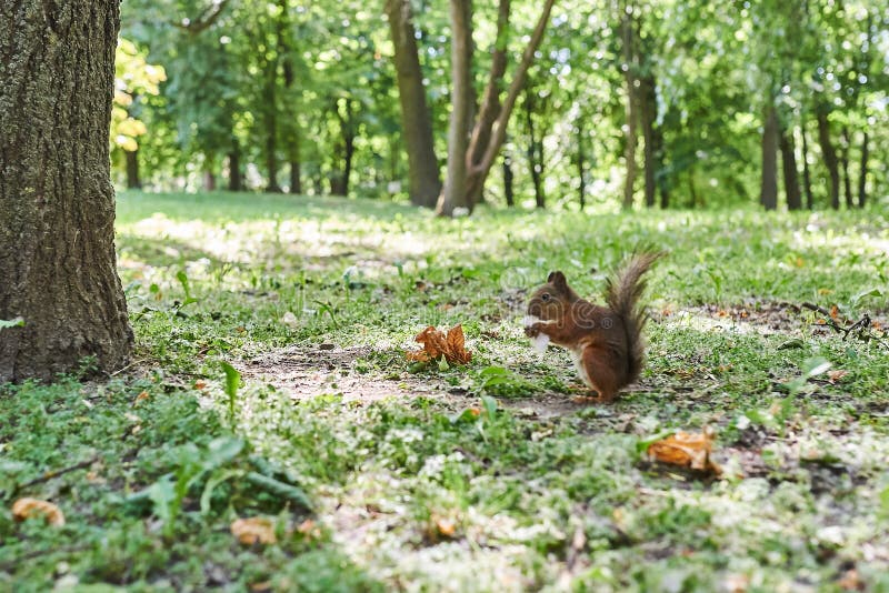 Squirrel Eats Cotton Candy in the Park Stock Image Image of beautiful