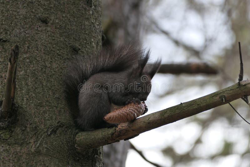 A squirrel eats fir cone seeds stock images
