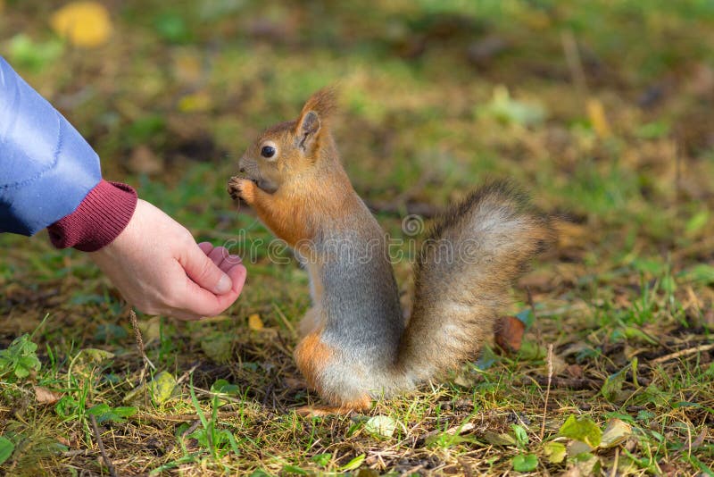 Squirrel eats food stock photos