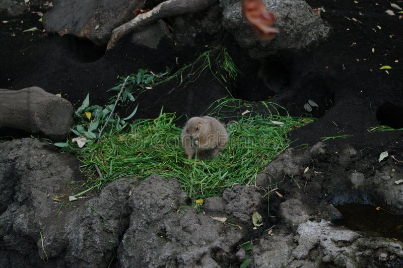 A squirrel eats in the wild stock photo