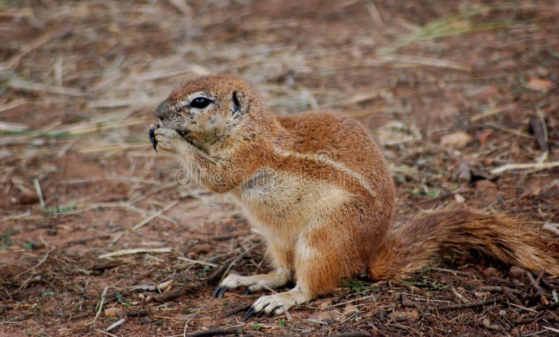 Squirrel eats on a ground nut royalty free stock photo