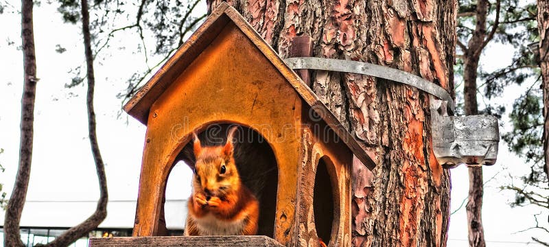 Squirrel eats in a hollow tree in HDR. royalty free stock image.
