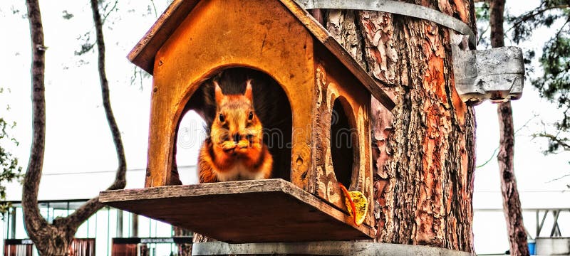 Squirrel eats in a hollow tree in the park in HDR. stock photos