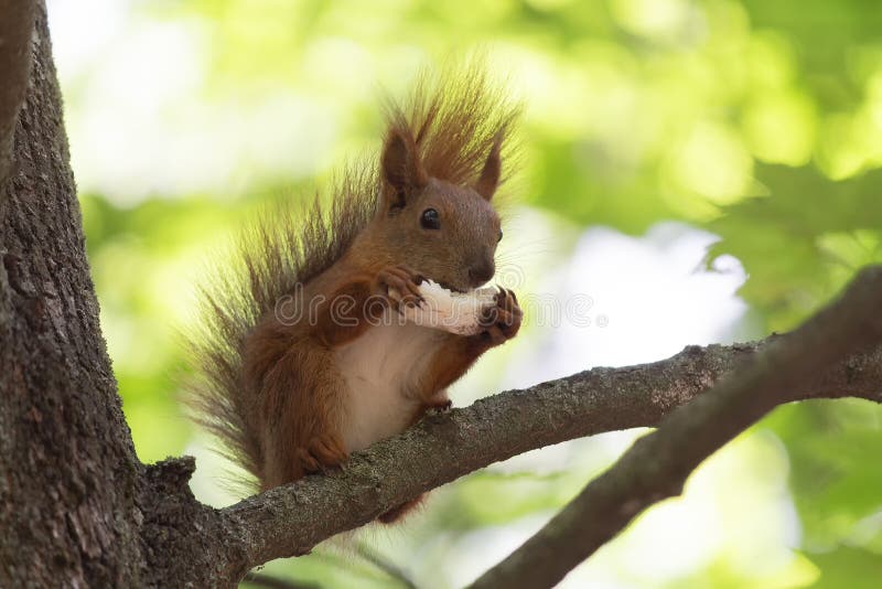 Squirrel eats a mushroom sitting on a tree stock image