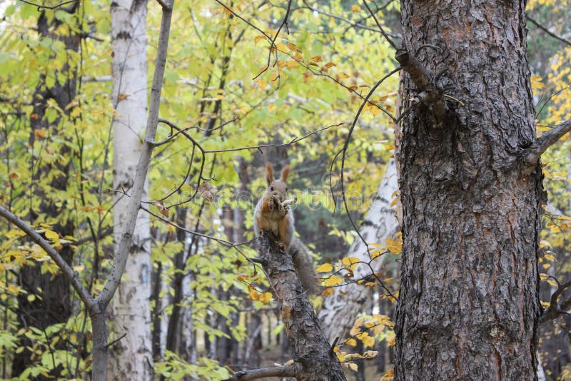 The squirrel eats a mushroom royalty free stock images