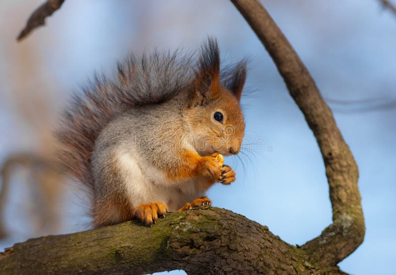 Squirrel eats a nut royalty free stock photo
