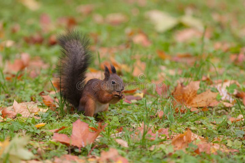 The squirrel eats a nut stock photography