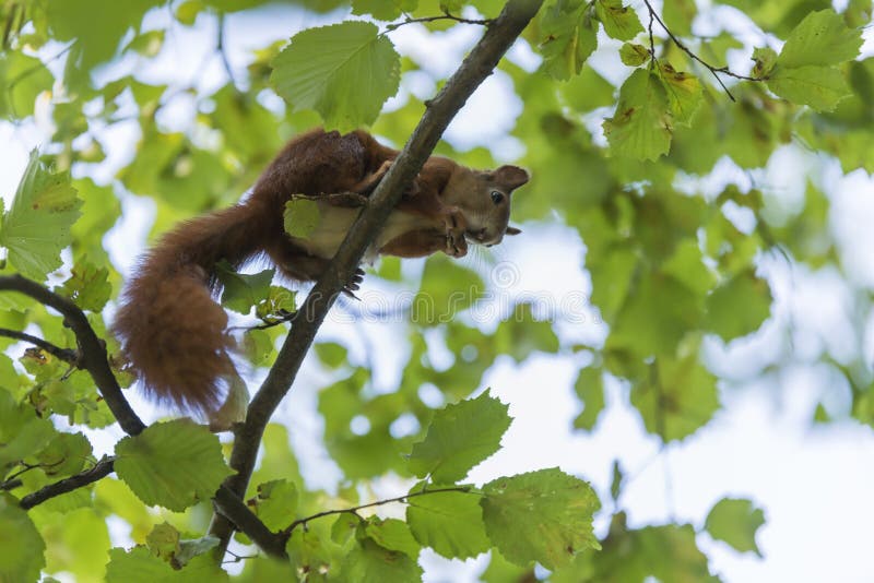 A squirrel eats a nut on a branch royalty free stock images