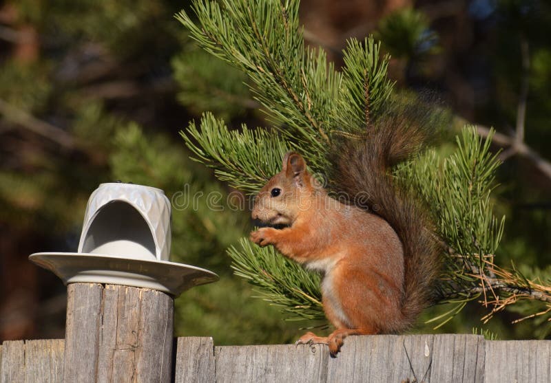 Squirrel Eating Nut on the Fence Stock Image Image of fence, forest