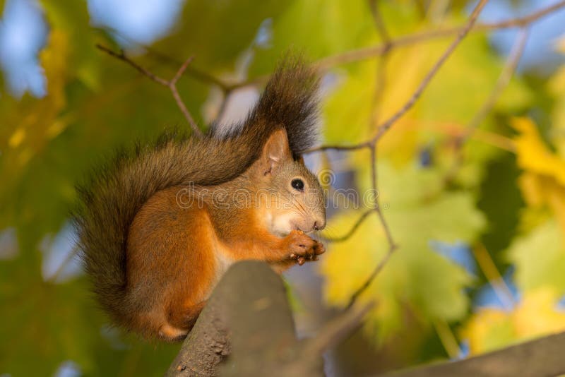 Squirrel eats a nut stock photos