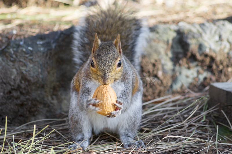 Close up of squirrel eats a nut royalty free stock photo