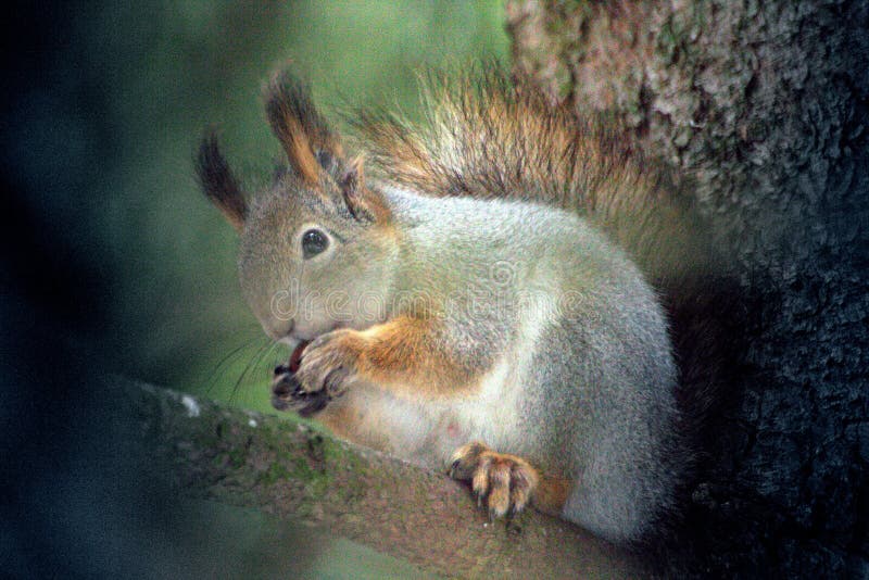 Squirrel eats a nut sitting on a tree branch stock photo