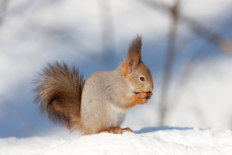 Squirrel eats a nut stock photo
