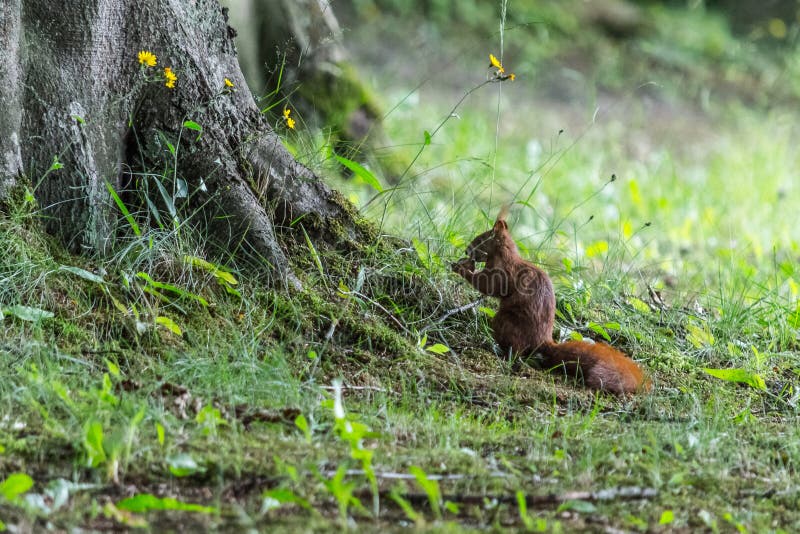 Squirrel eats a nut under the tree stock images