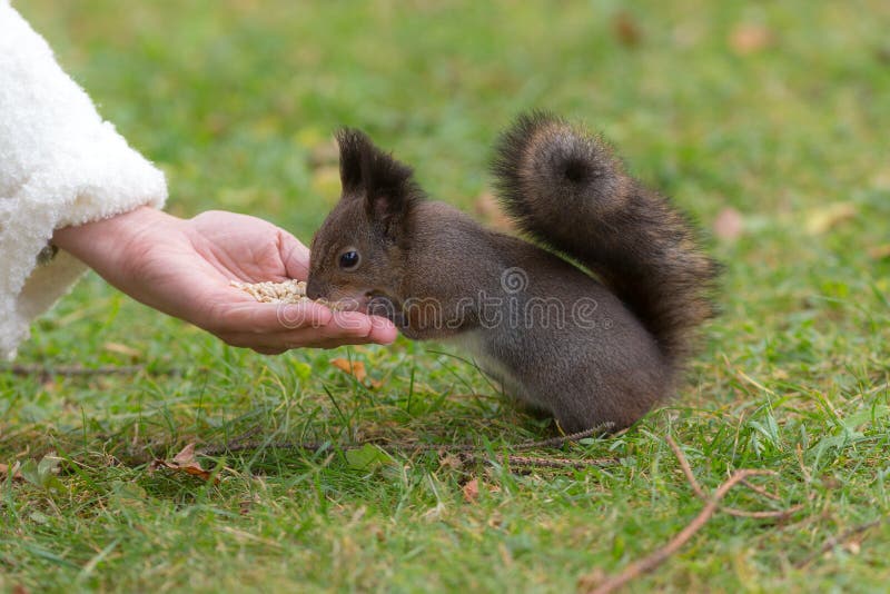 Squirrel eats nuts royalty free stock images