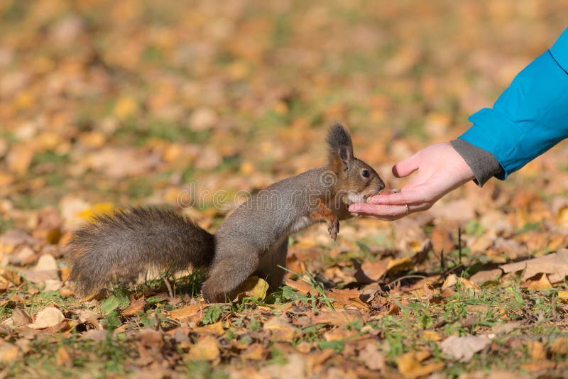 Squirrel eats nuts stock image