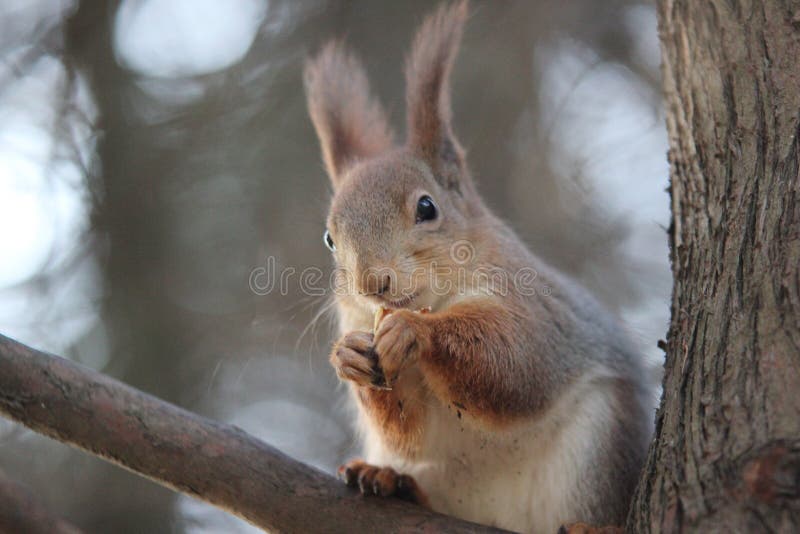The squirrel eats nuts stock image