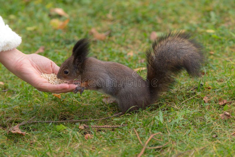 Squirrel eats nuts stock images