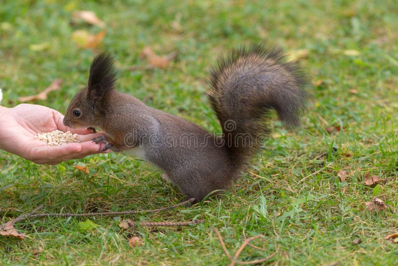 Squirrel eats nuts from the palm royalty free stock photo