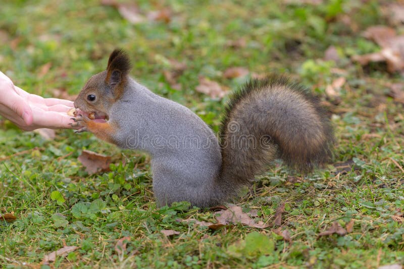Squirrel eats nuts from the palm royalty free stock photography