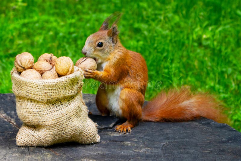 Squirrel eats nuts in the park. stock photography