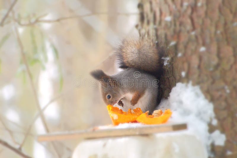 Squirrel eats orange pumpkin royalty free stock images
