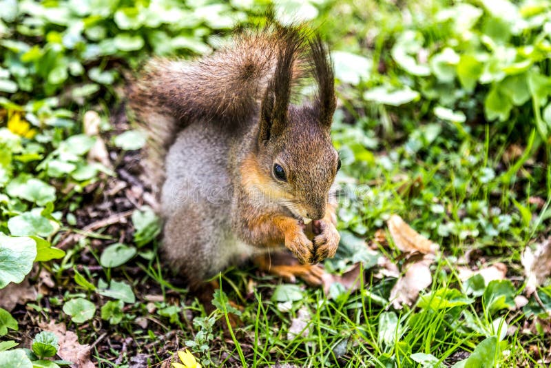 Squirrel eats peanut close-up. stock photography