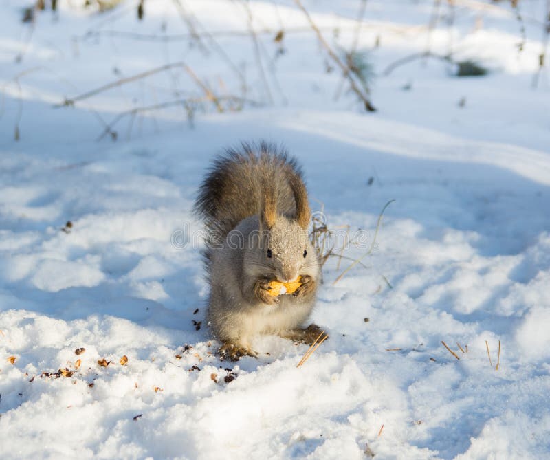 Squirrel eats stock photo