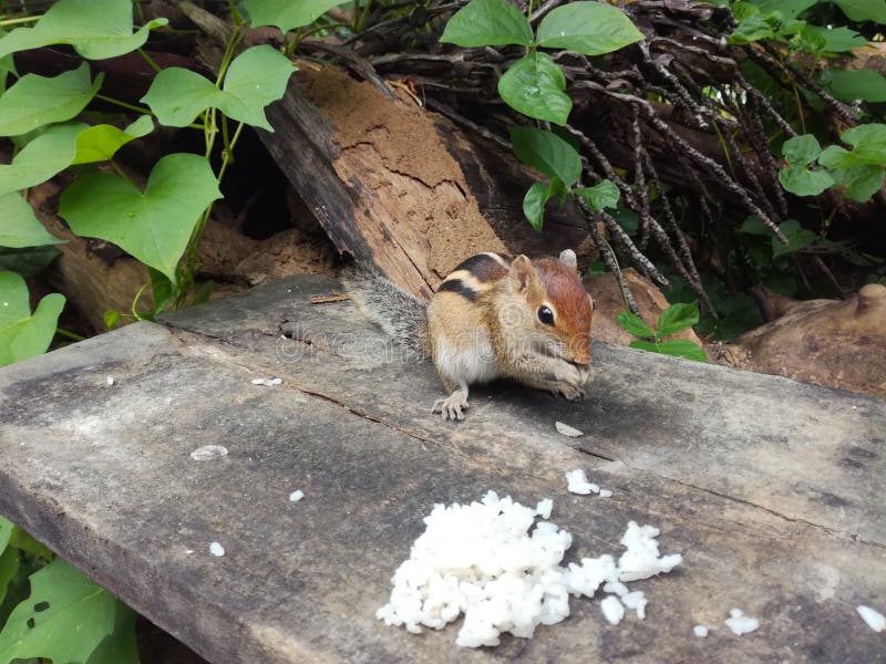 A squirrel eats rice. In Sri Lanka.. stock photography
