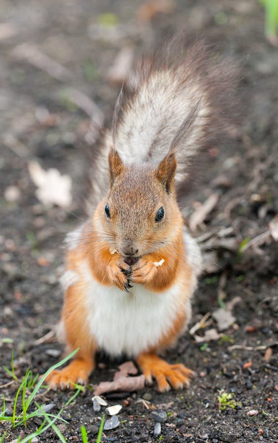 Squirrel eats seeds royalty free stock photo