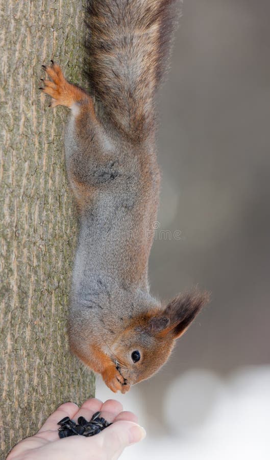 Squirrel eats seeds royalty free stock image